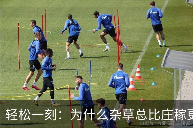 轻松一刻：为什么杂草总比庄稼更顽强？